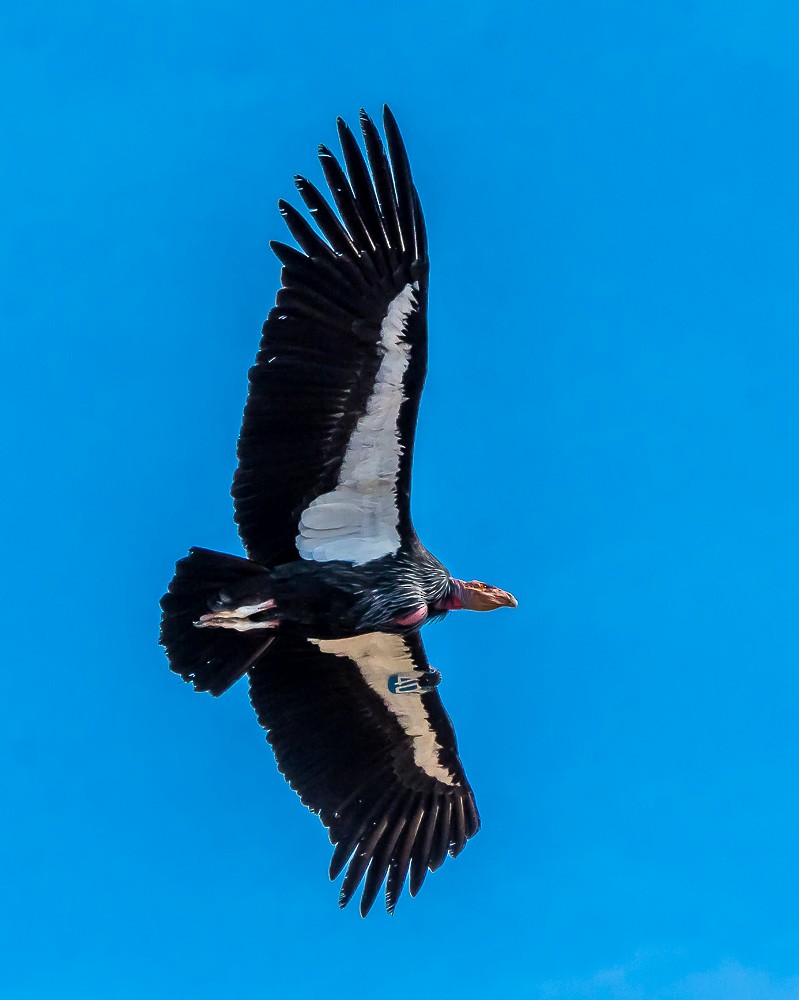 California Condor - ML76732141