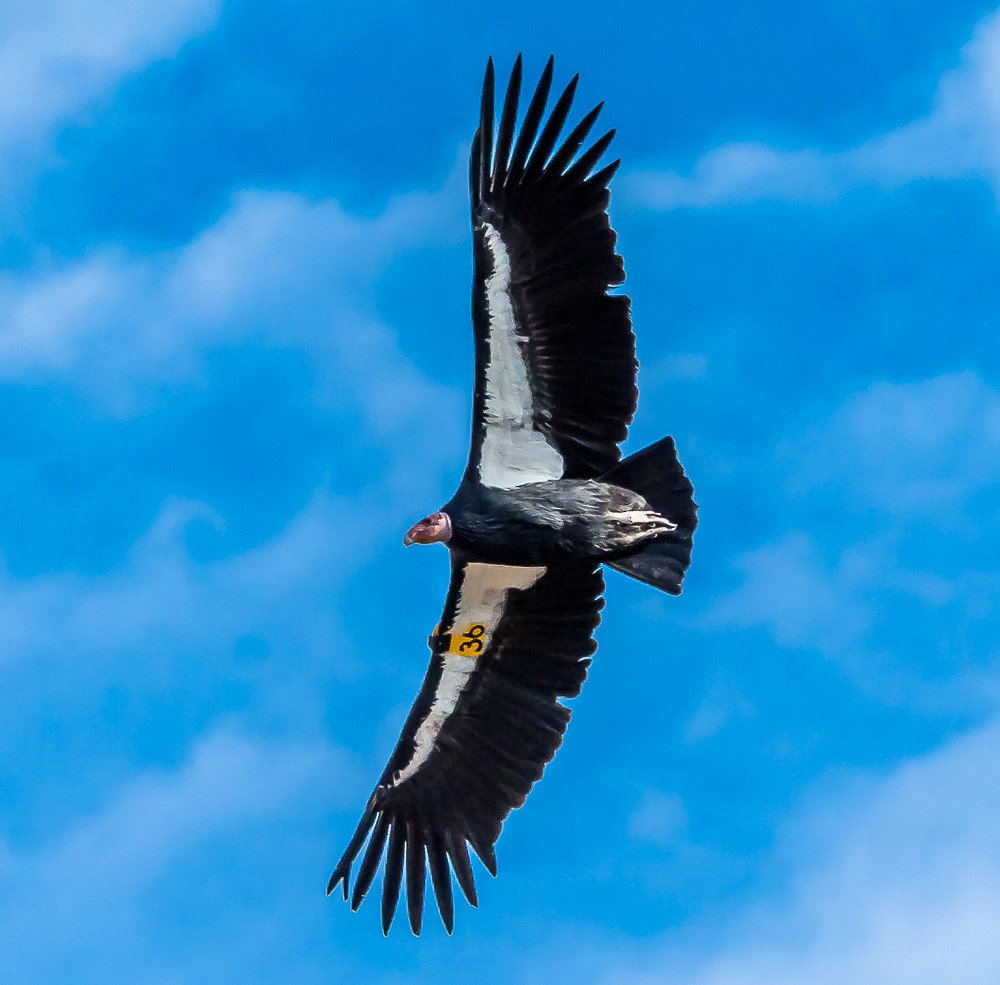 California Condor - ML76732171