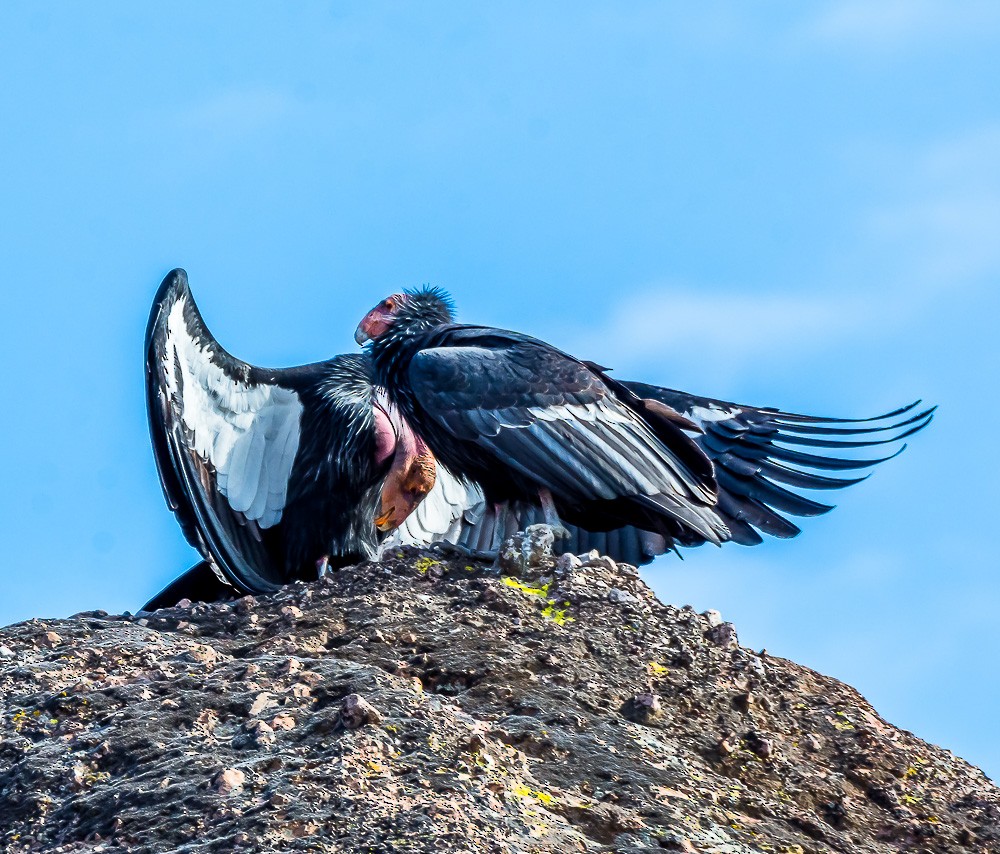 California Condor - ML76732191