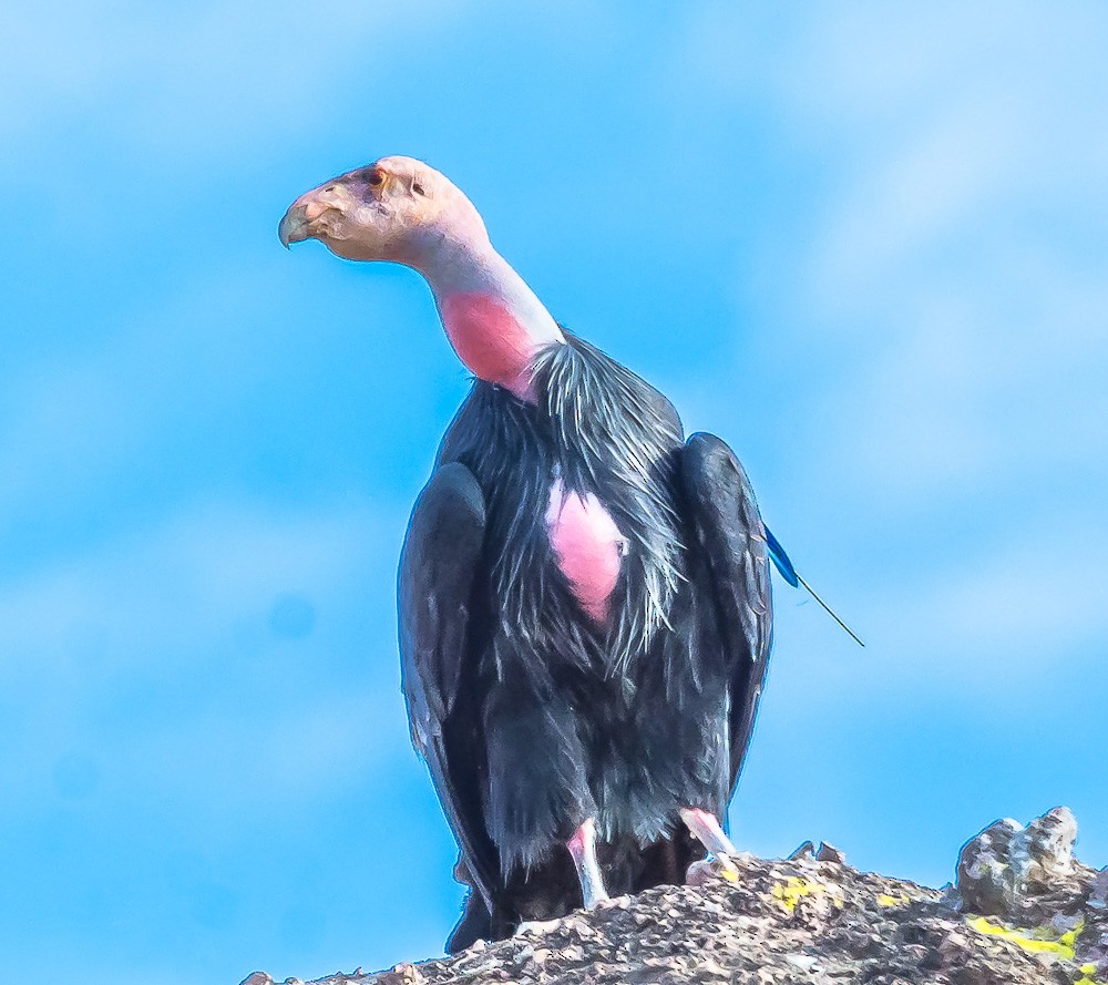 California Condor - ML76732211