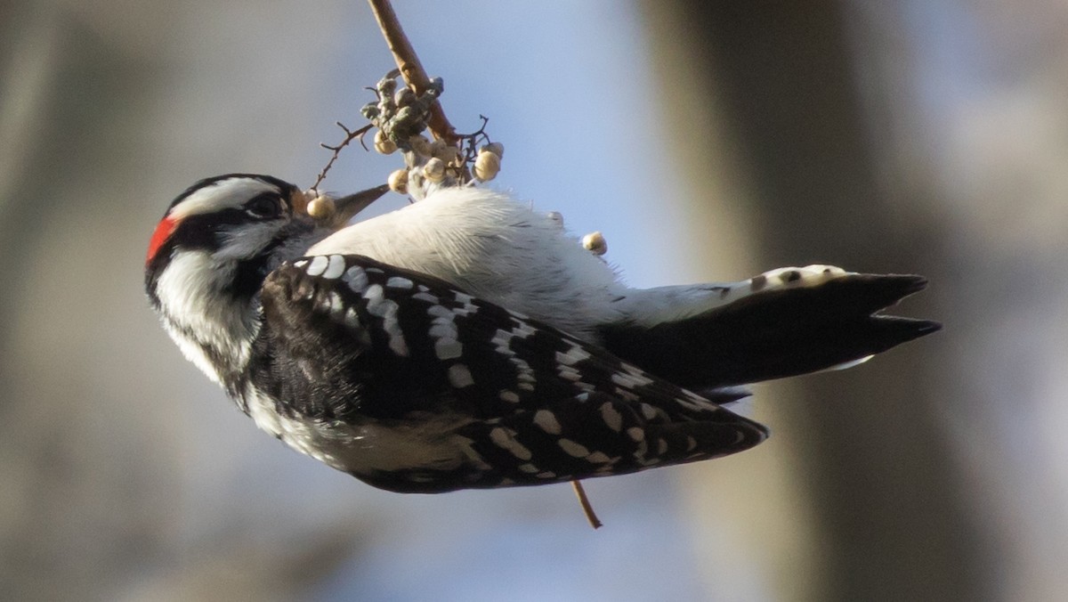 Downy Woodpecker (Eastern) - ML76732591