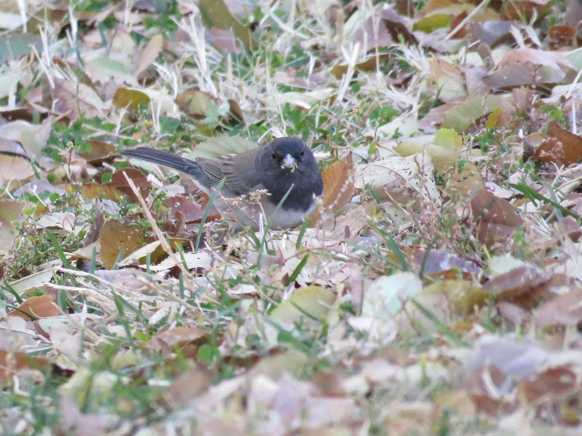 Dark-eyed Junco - ML76733881