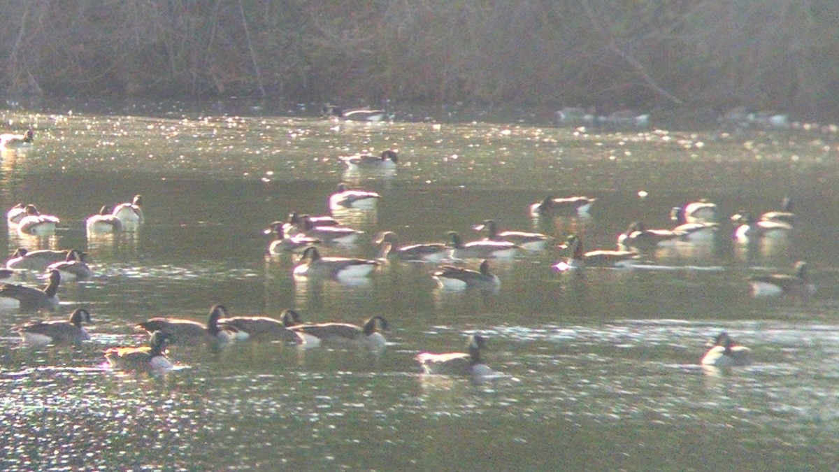 Greater White-fronted Goose - ML76738291