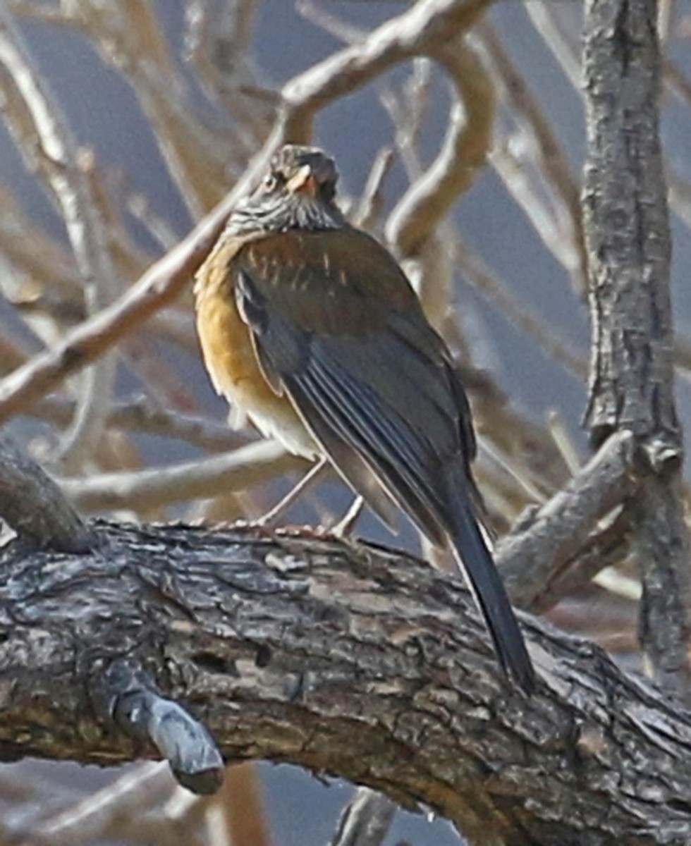 Rufous-backed Robin - Patrick Gaffey