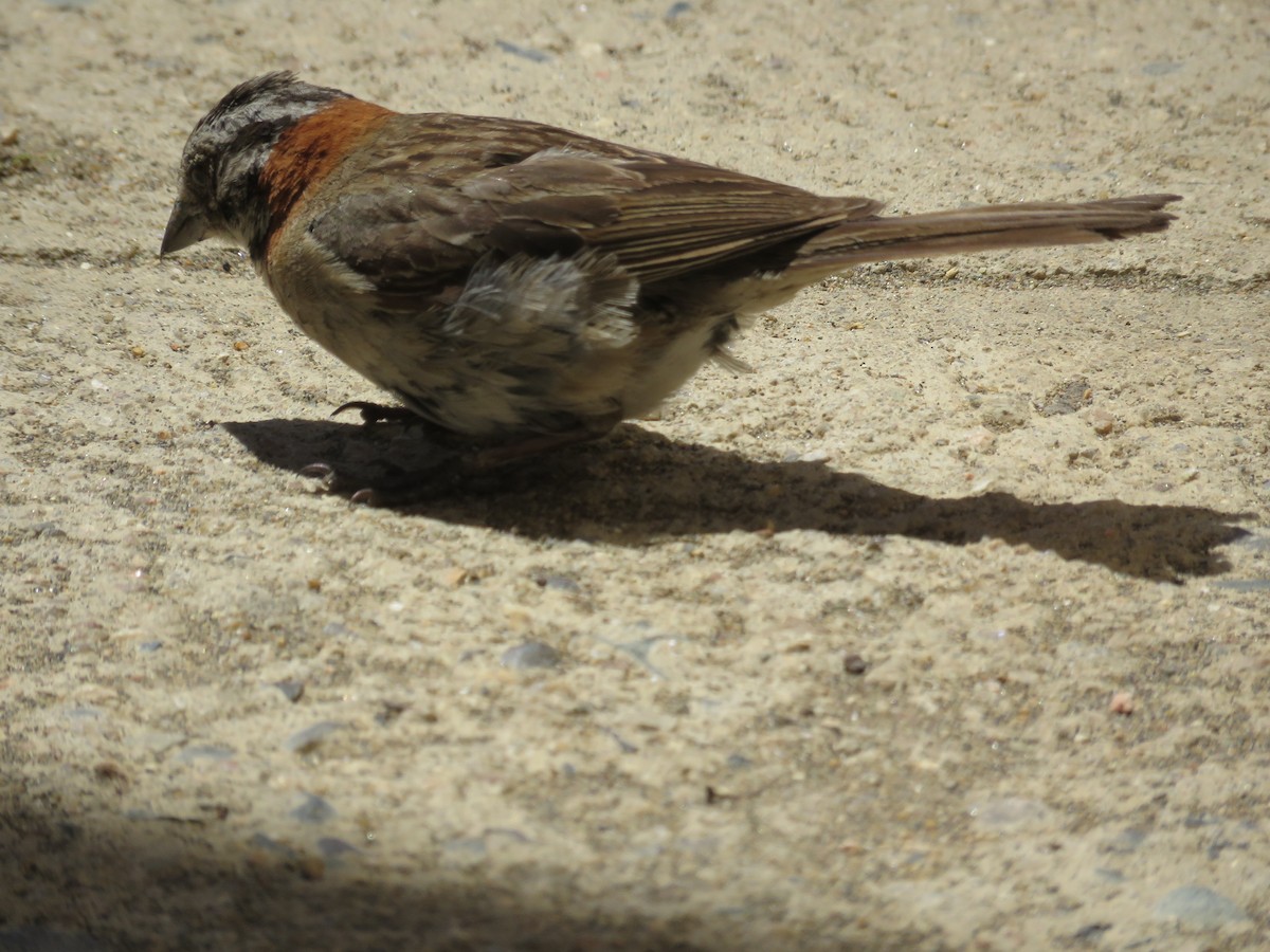 Rufous-collared Sparrow - Craig Caldwell