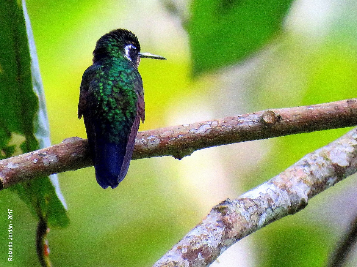 Purple-throated Mountain-gem - Rolando Jordan