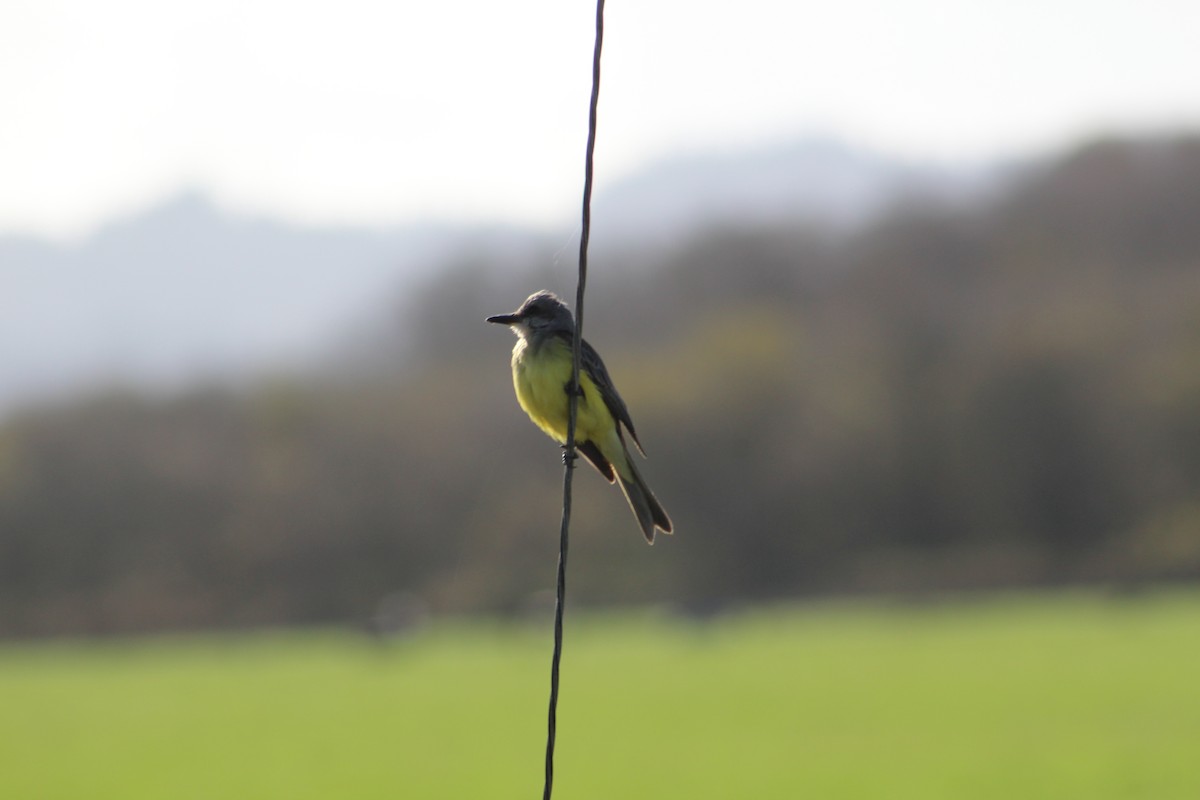 Tropical Kingbird - Matthew McConnell