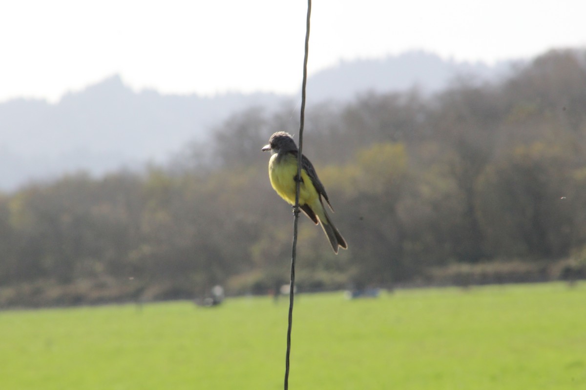 Tropical Kingbird - ML76743361