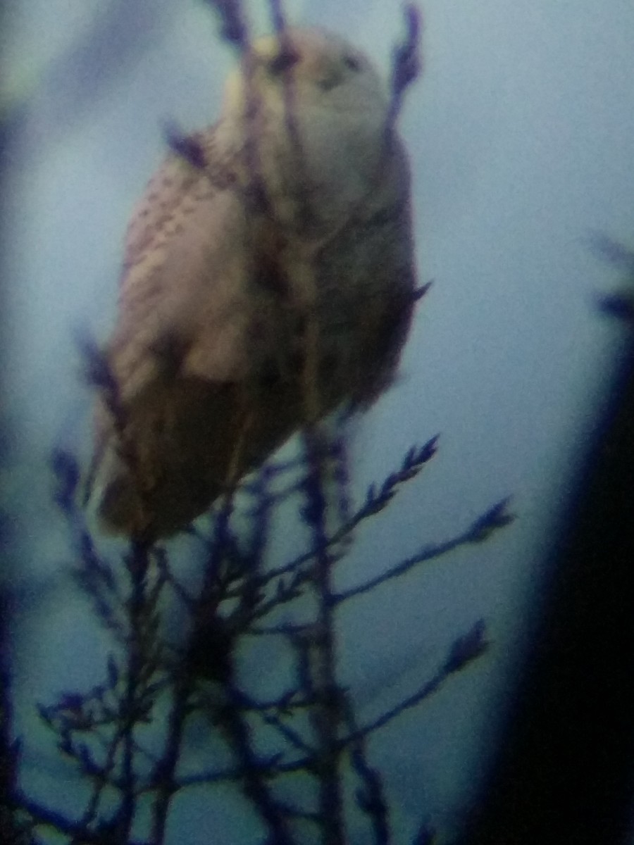 Snowy Owl - ML76745661