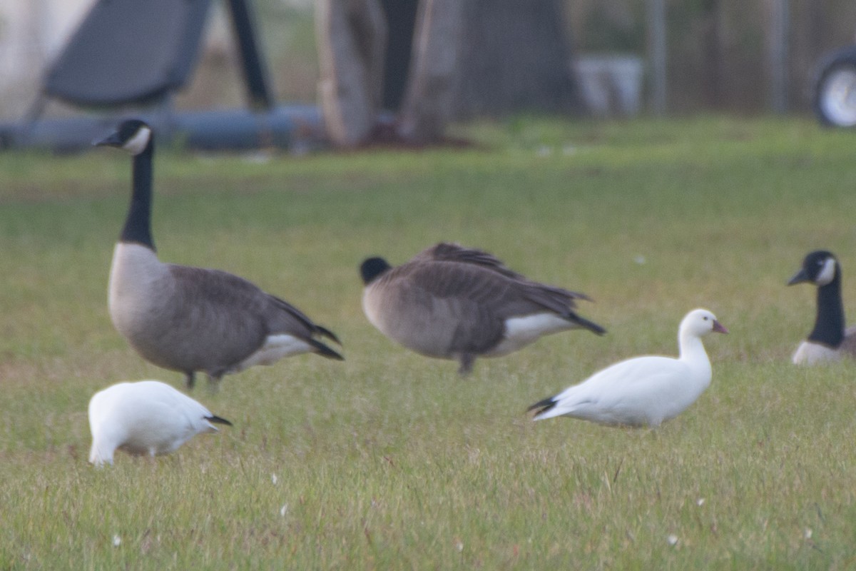 Ross's Goose - ML76747381