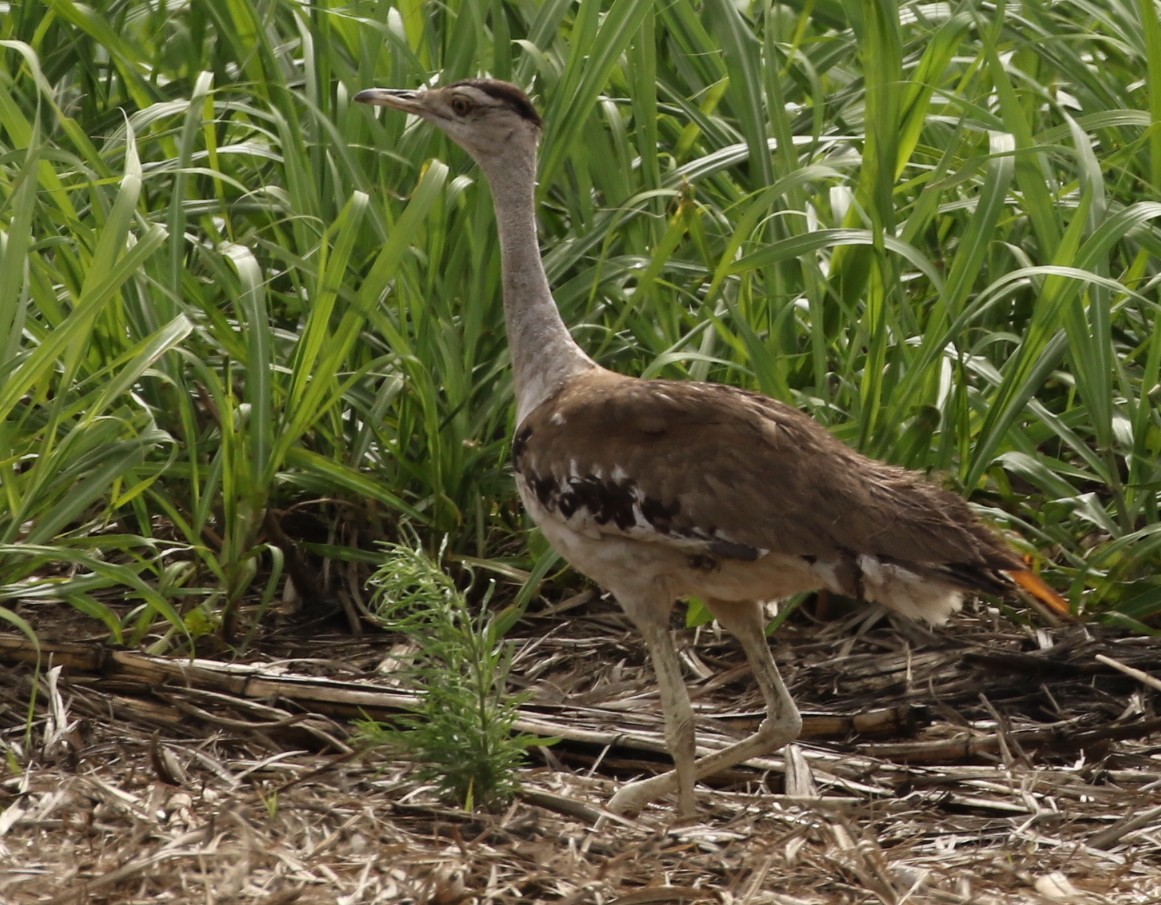 Australian Bustard - Anonymous