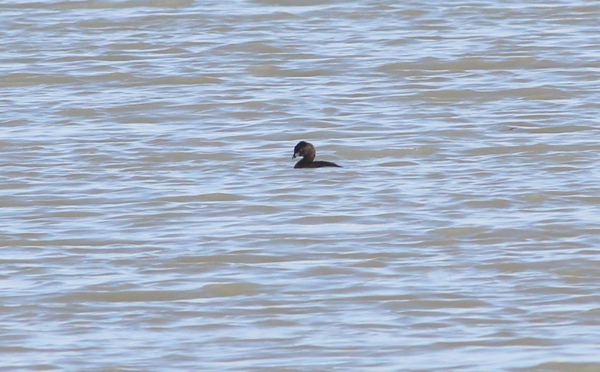 Pied-billed Grebe - ML76748071