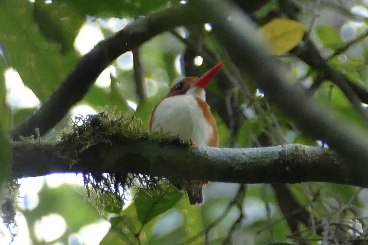 Madagascar Pygmy Kingfisher - ML76748161