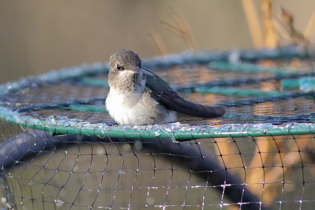 Black-chinned Hummingbird - Michael O'Brien