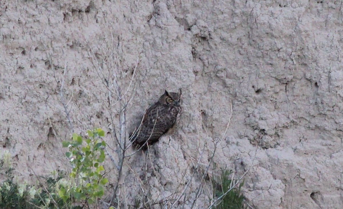 Great Horned Owl - ML76749931