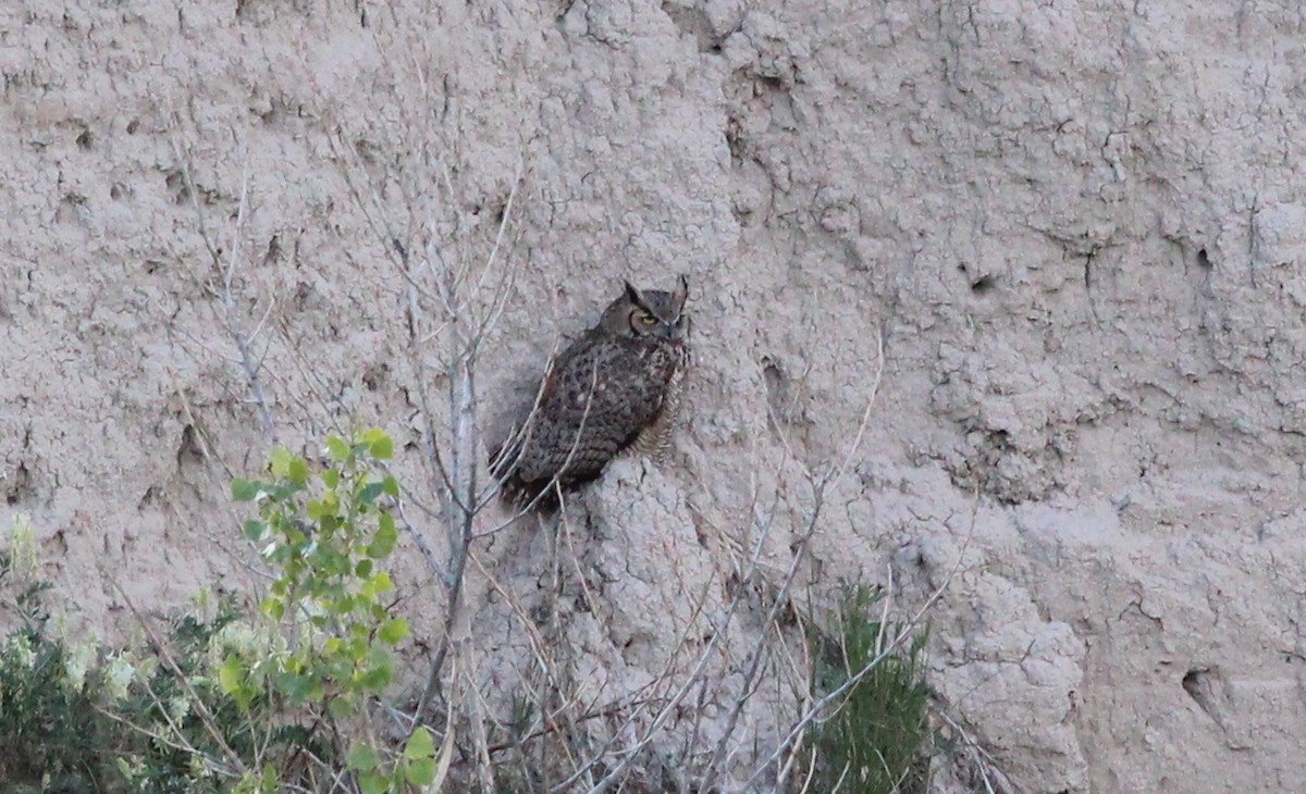 Great Horned Owl - ML76749951
