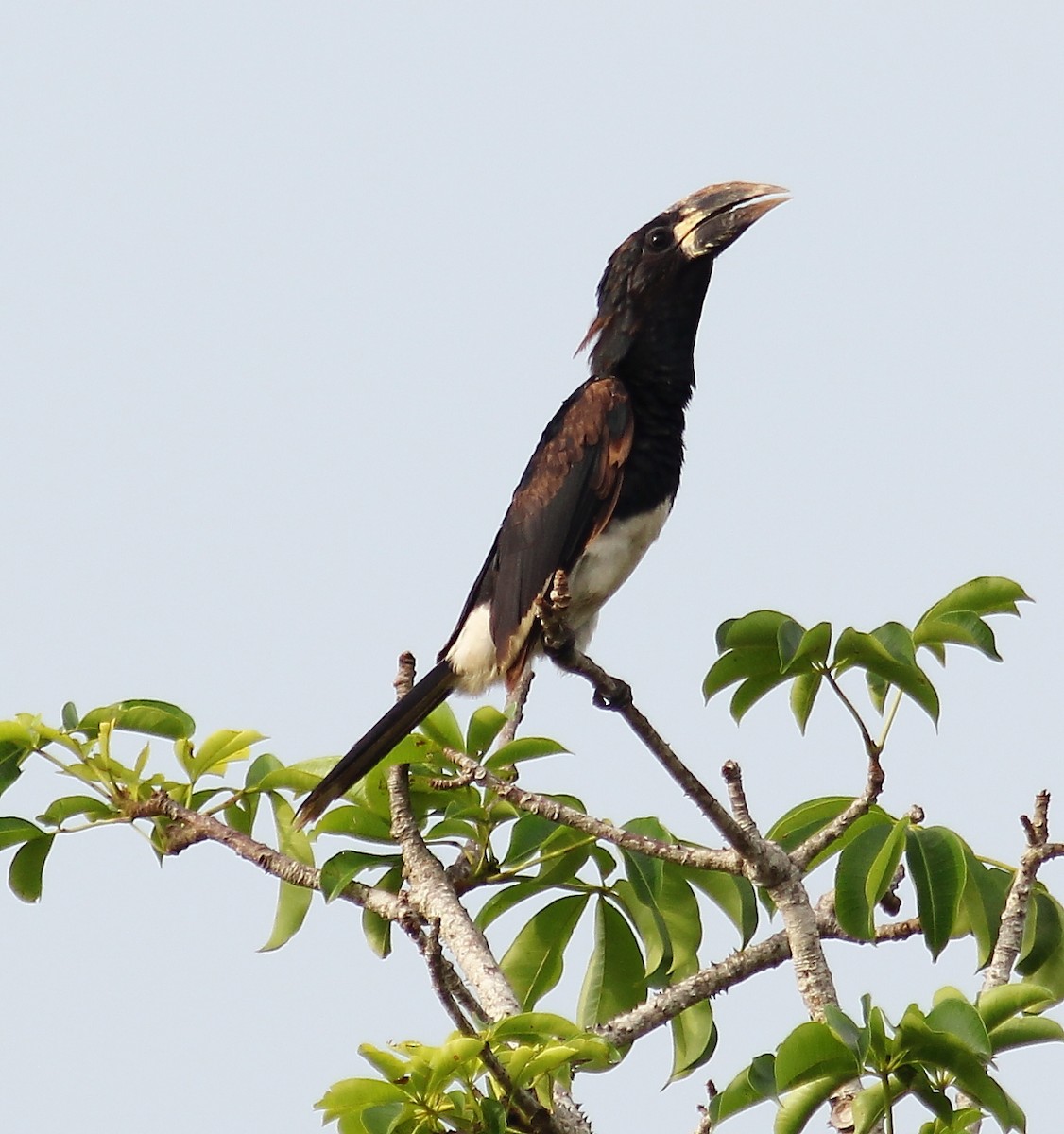 Piping Hornbill - Jason Leifester
