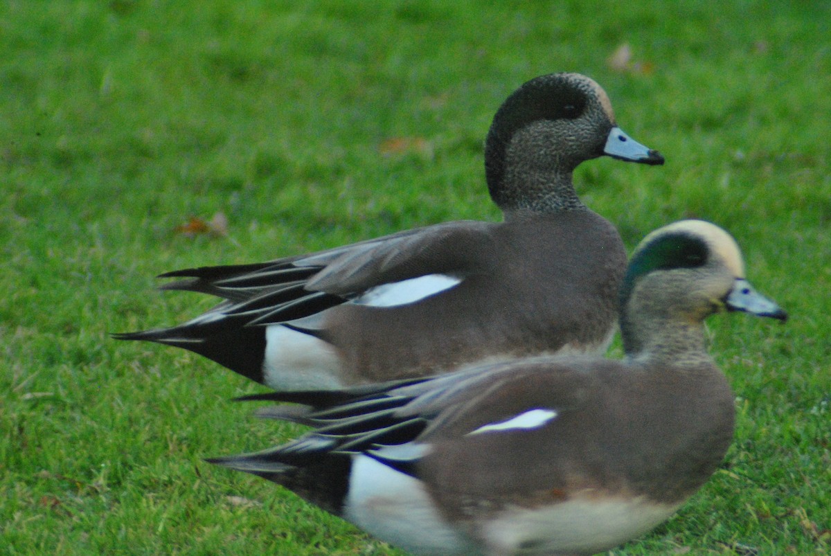 American Wigeon - ML76750391