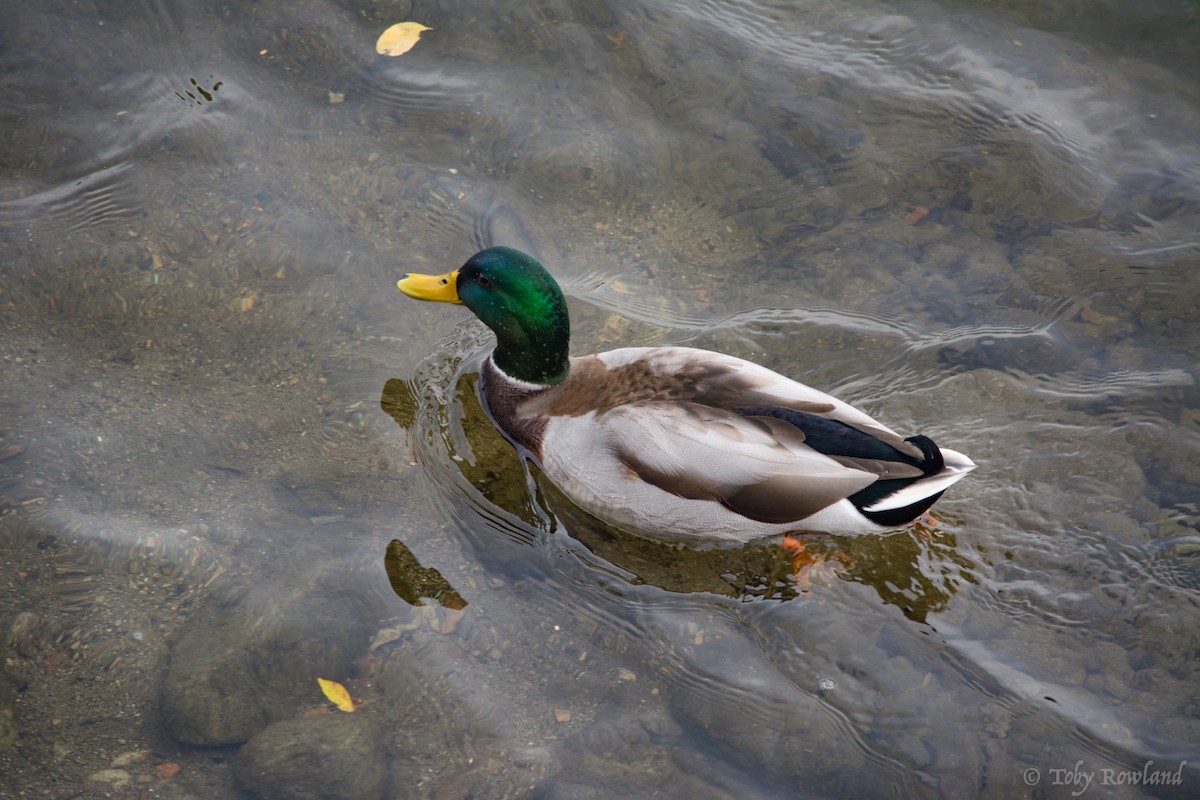 Canard colvert - ML76750841