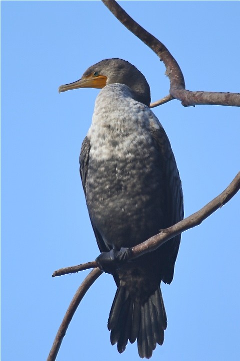 Double-crested Cormorant - Gil Ewing