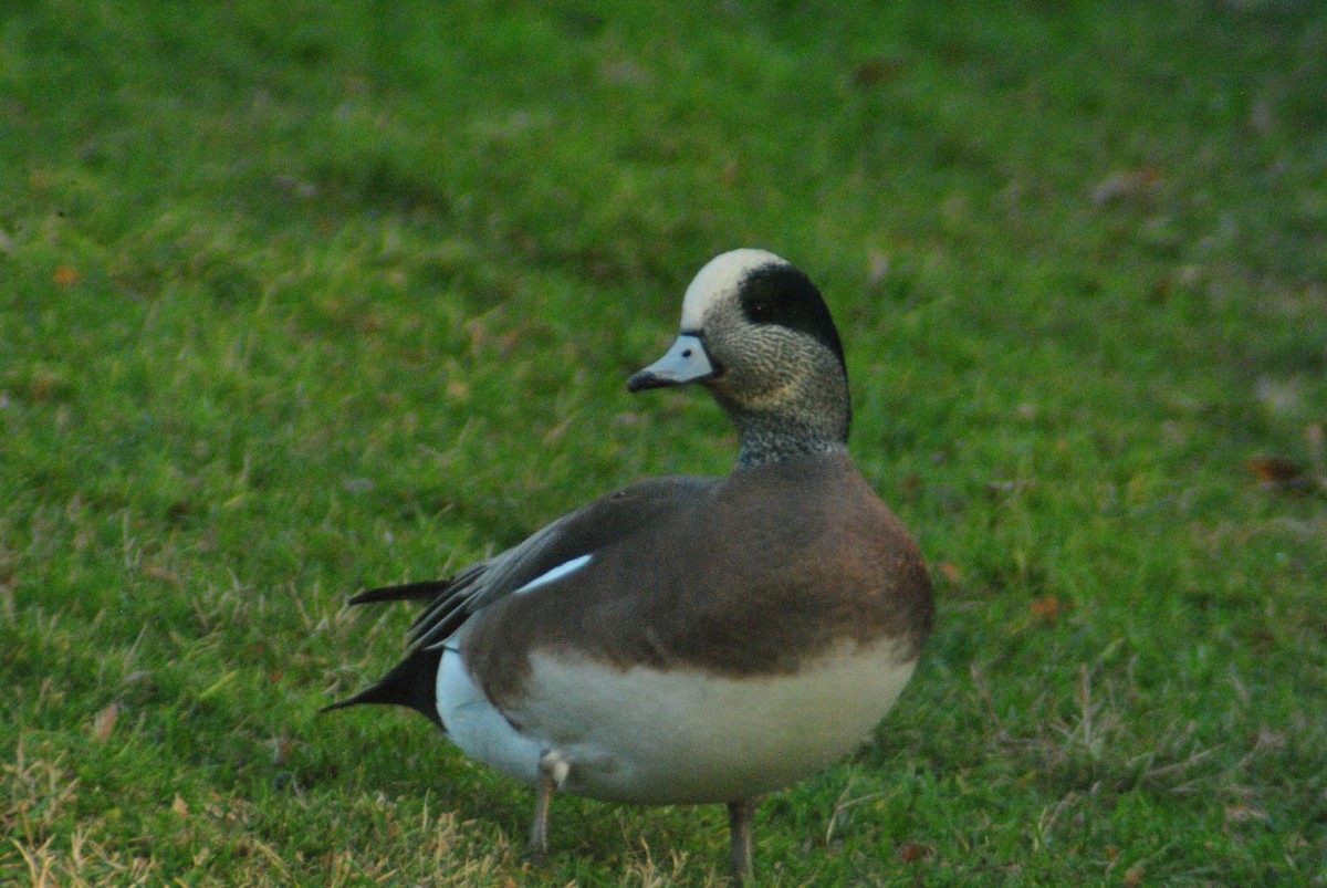 American Wigeon - ML76751461