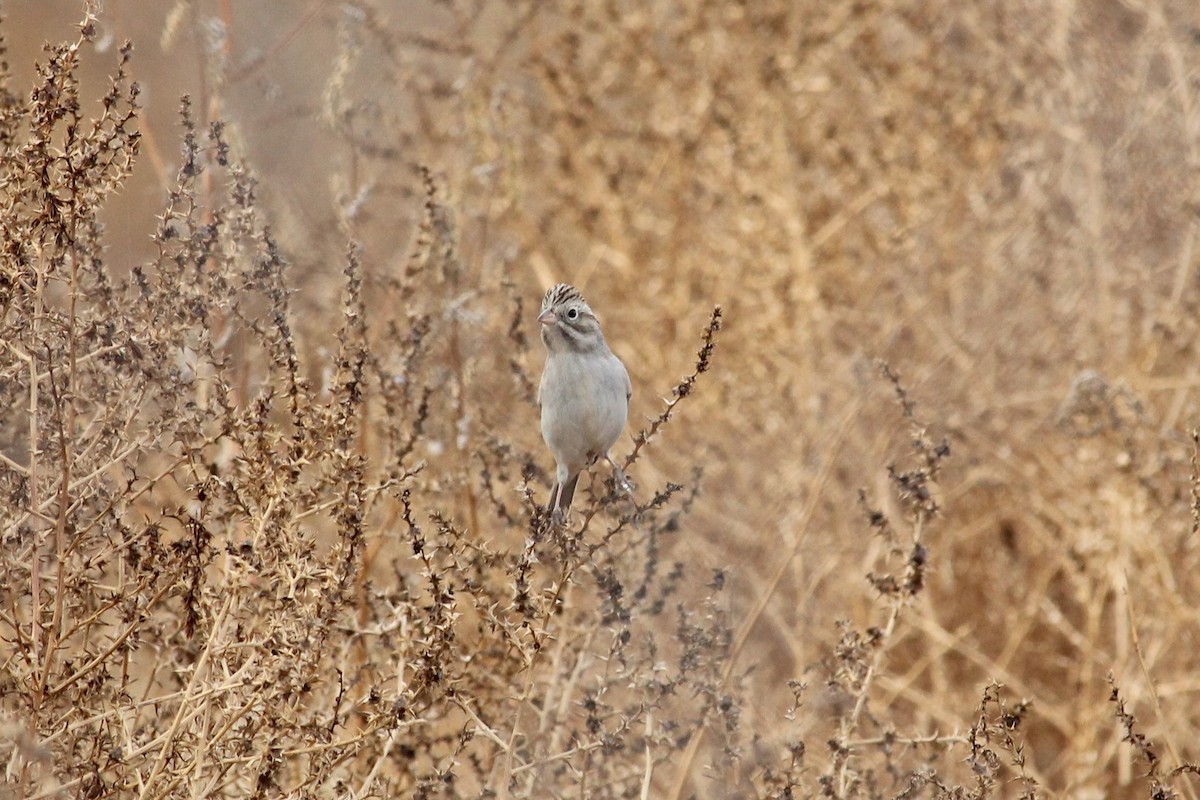 Brewer's Sparrow - ML76752061