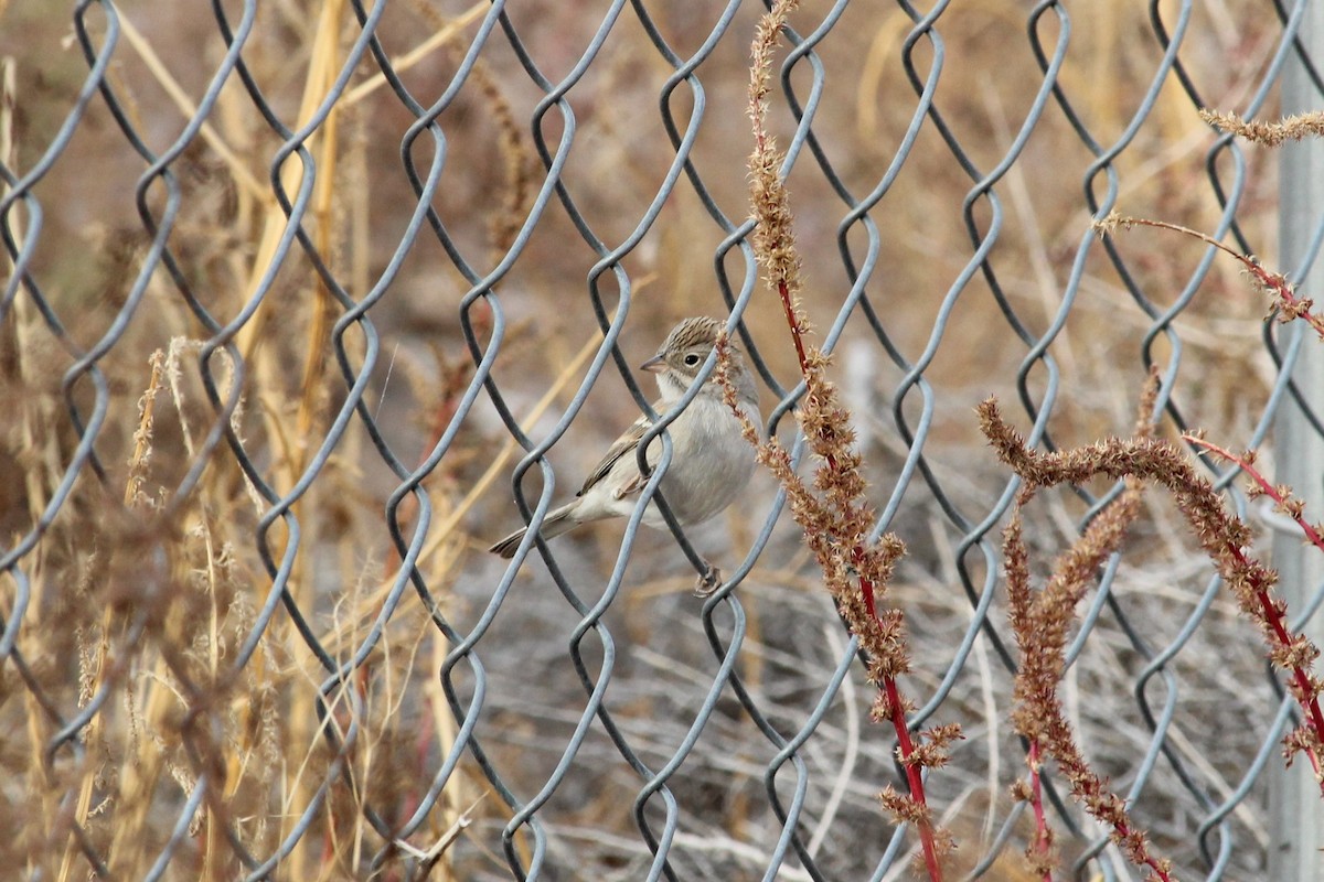 Brewer's Sparrow - ML76752071
