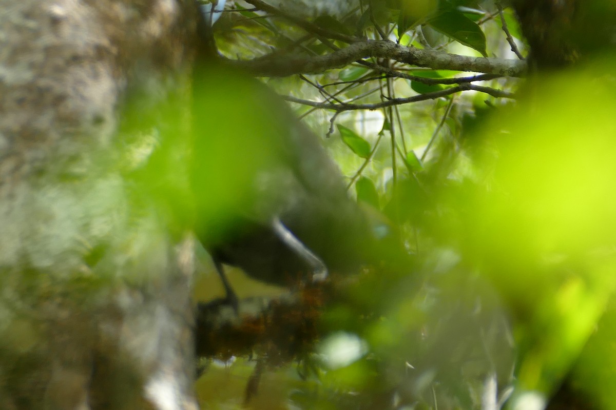 Red-fronted Coua - ML76752091