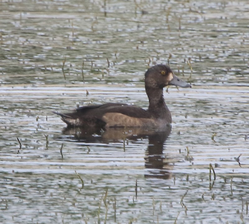 Tufted Duck - ML76752791