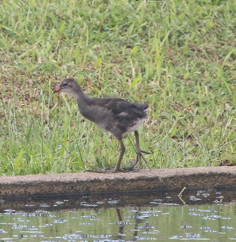 Eurasian Moorhen - ML76752821