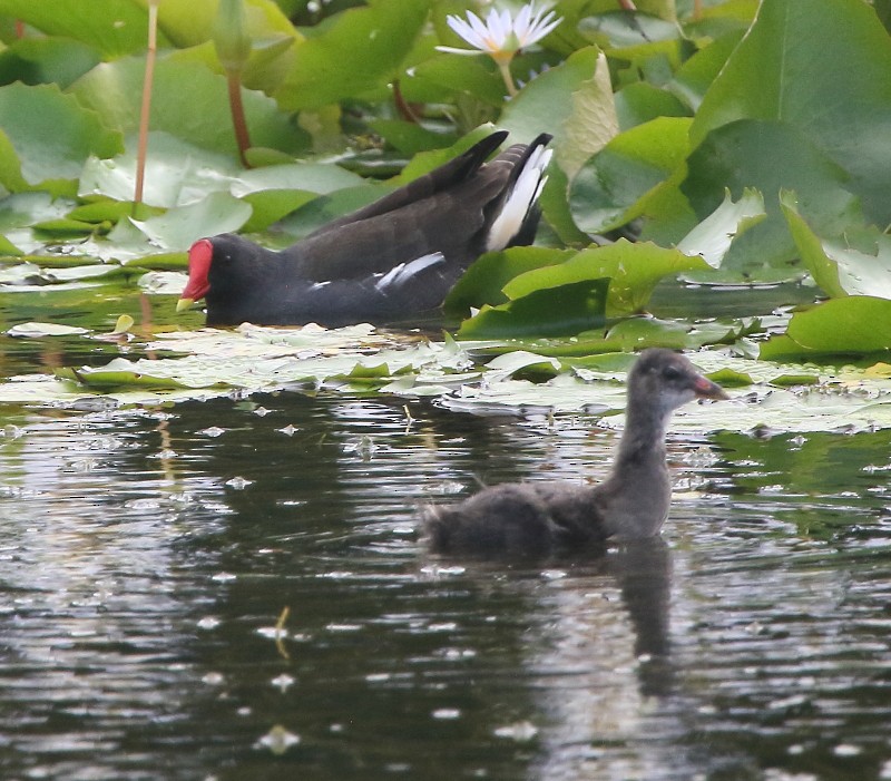 Eurasian Moorhen - ML76752831