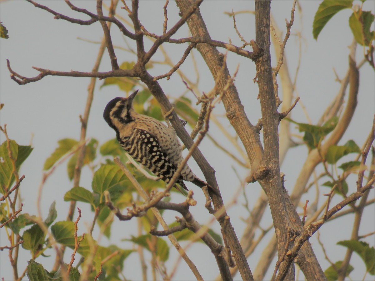 Ladder-backed Woodpecker - ML76754711