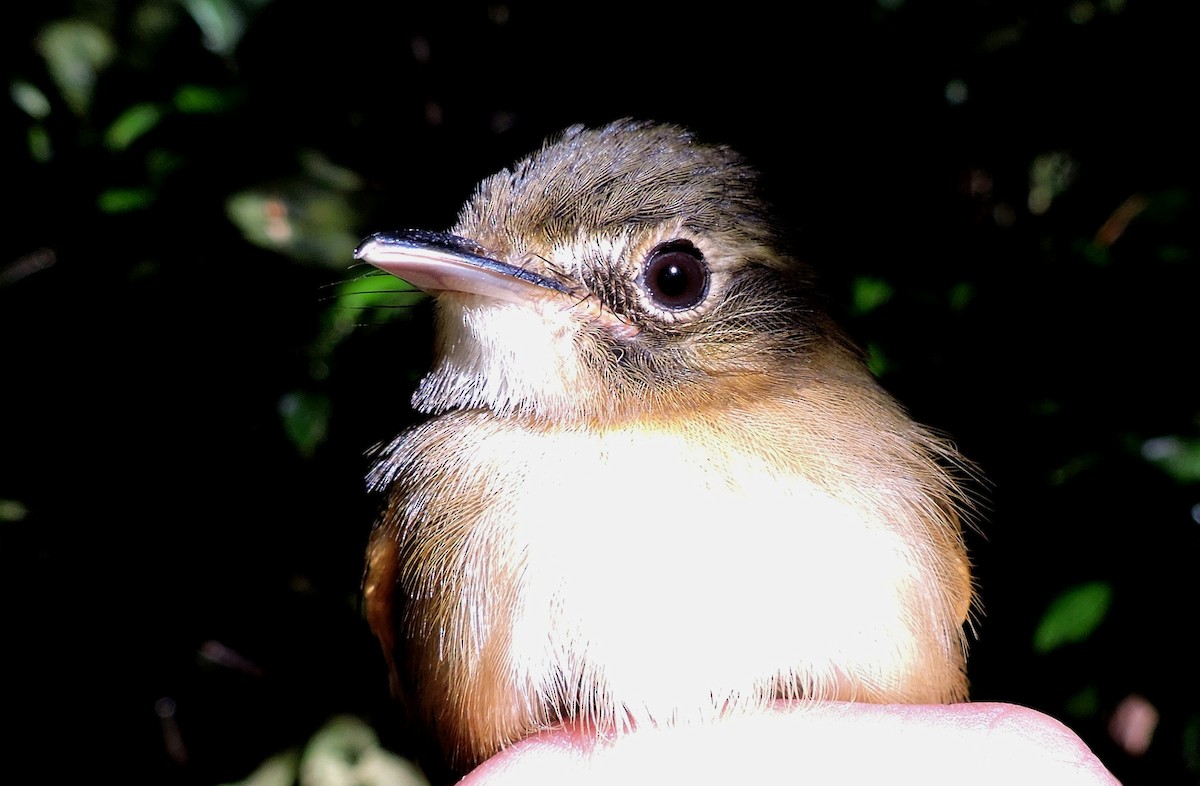 Stub-tailed Spadebill - ML76755411