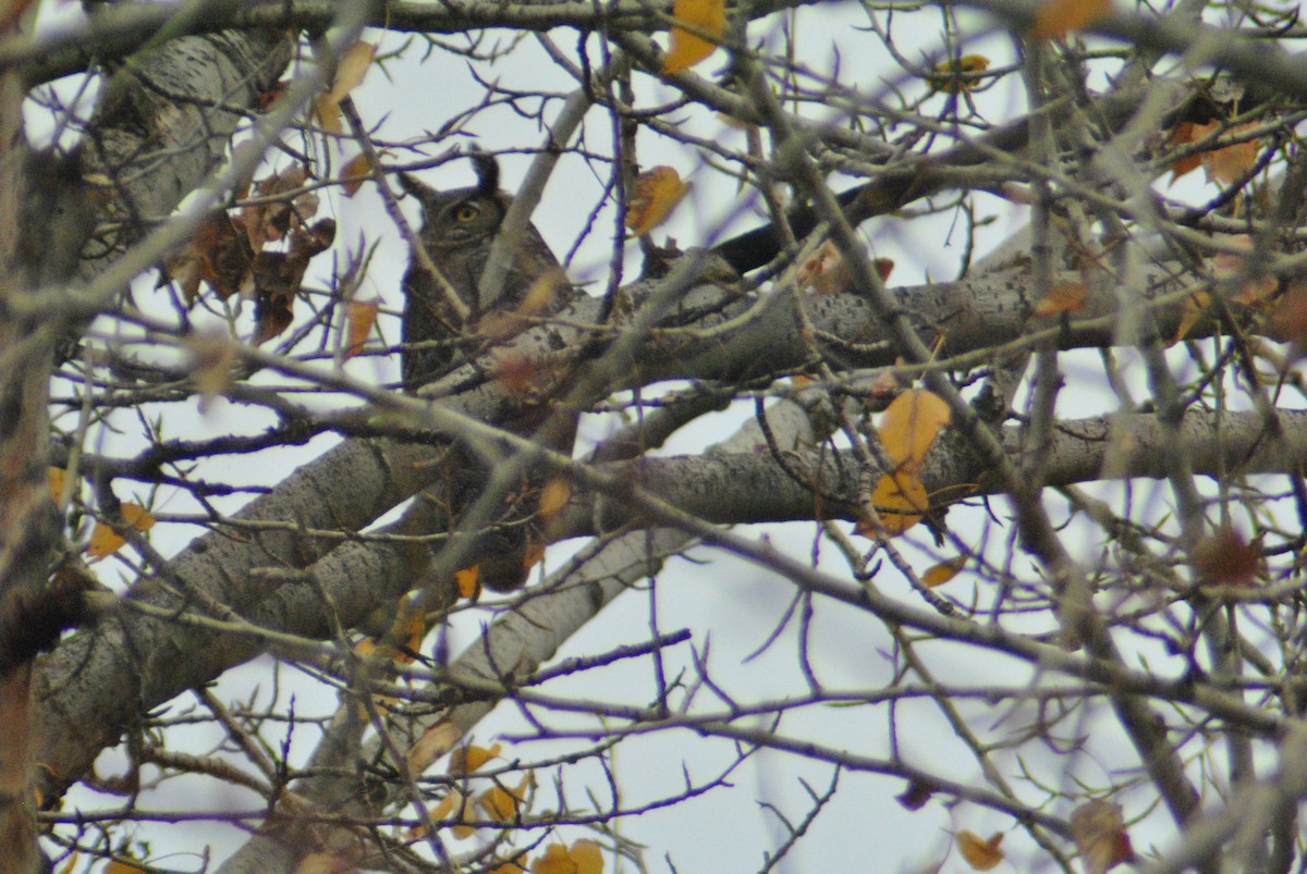 Great Horned Owl - ML76755821