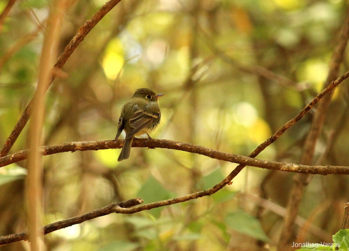 Pine Flycatcher - ML76758451