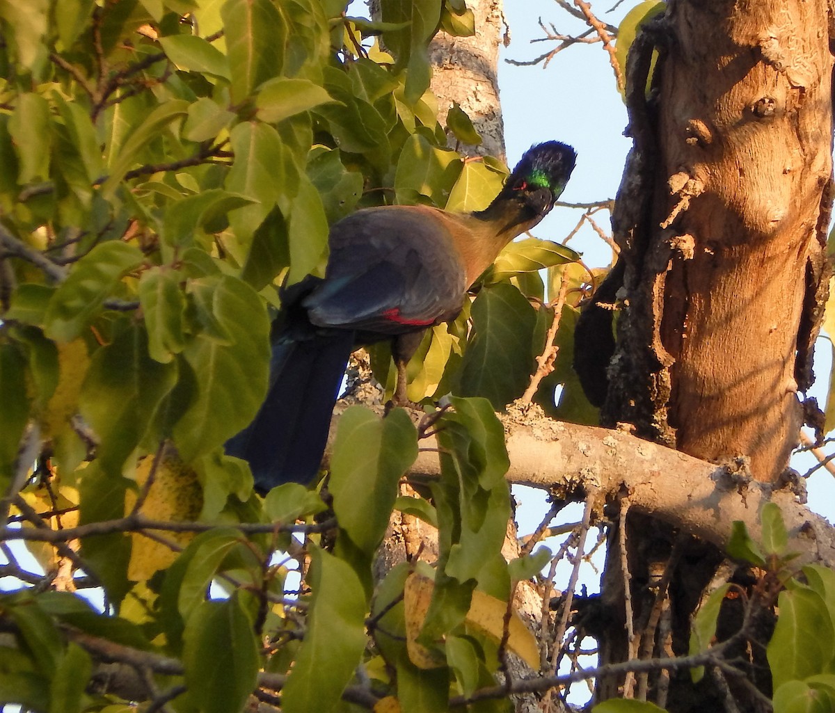 Purple-crested Turaco - ML76758671