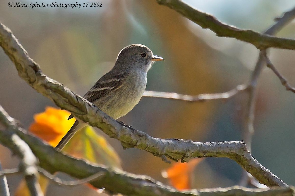 Gray Flycatcher - Hans Spiecker