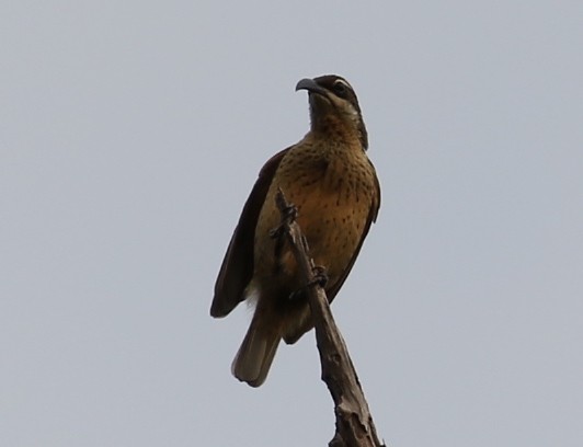 Victoria's Riflebird - ML76760431