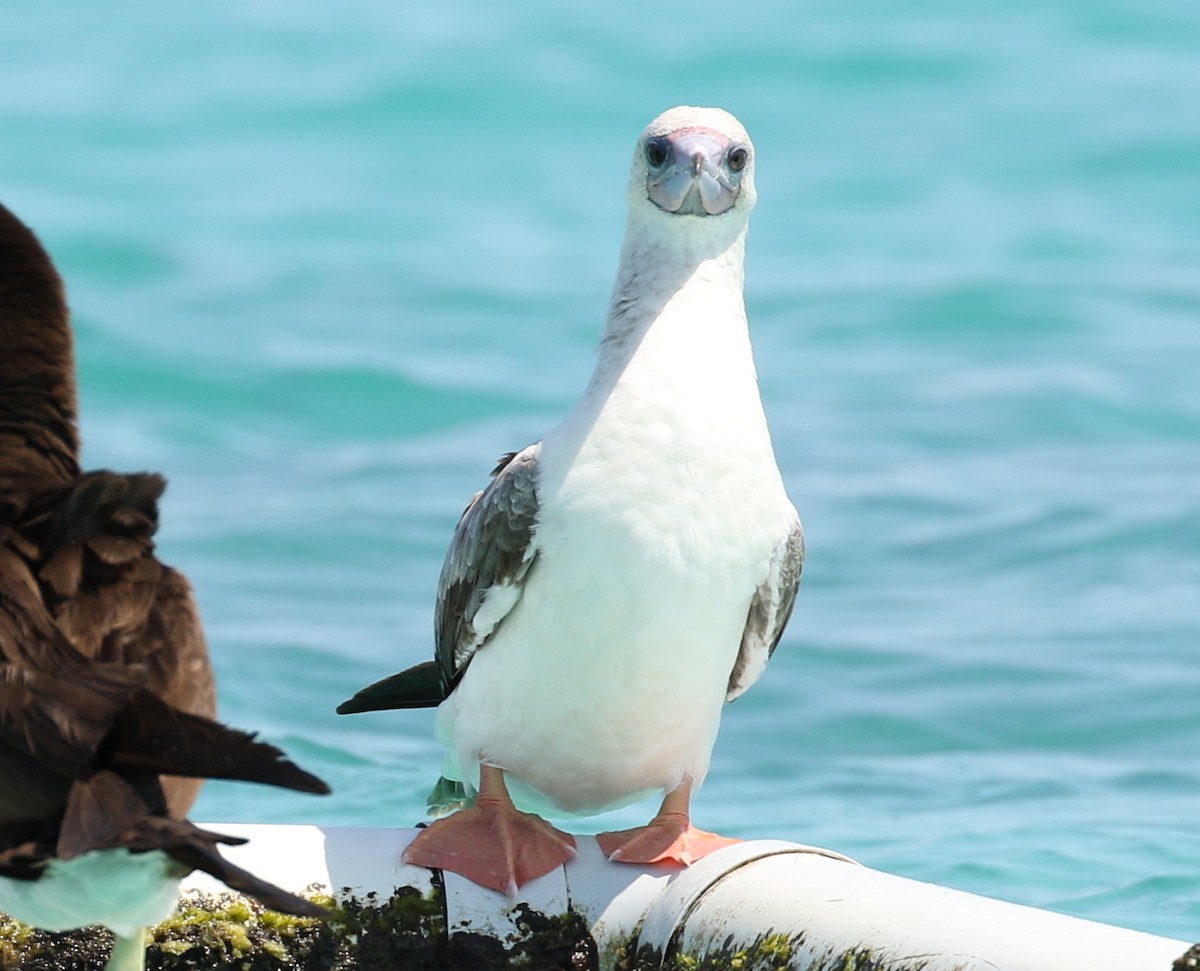 Red-footed Booby - Anonymous
