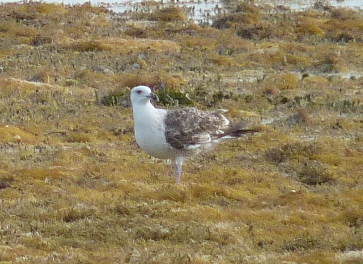 Great Black-backed Gull - Bill Pranty