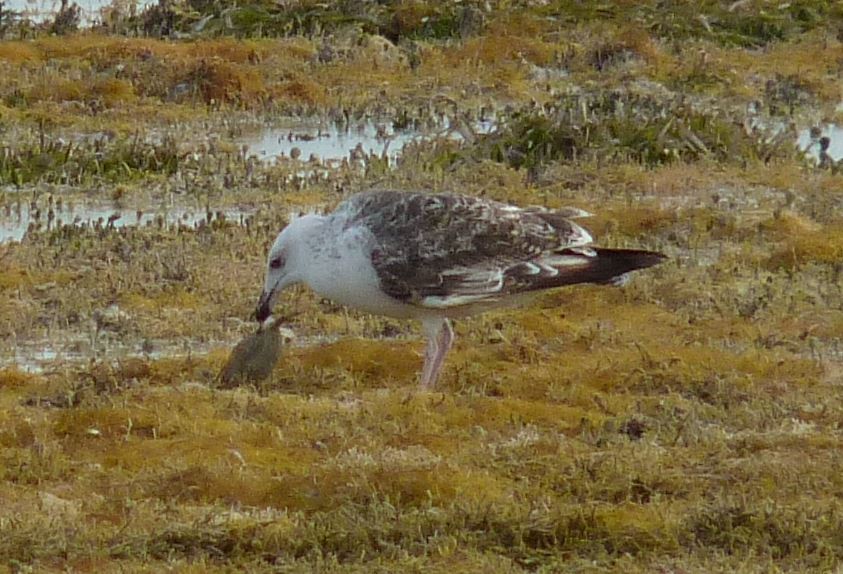 Great Black-backed Gull - ML76762111