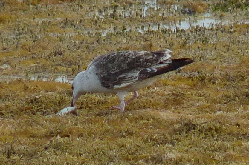 Great Black-backed Gull - ML76762131