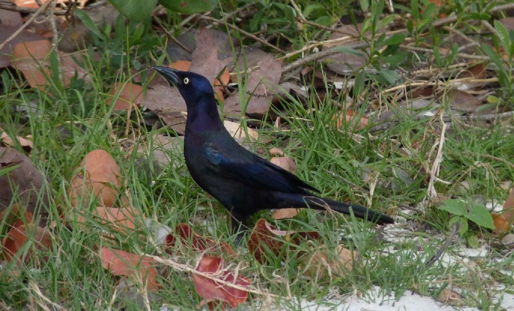 Common Grackle (Florida/Purple) - ML76762251