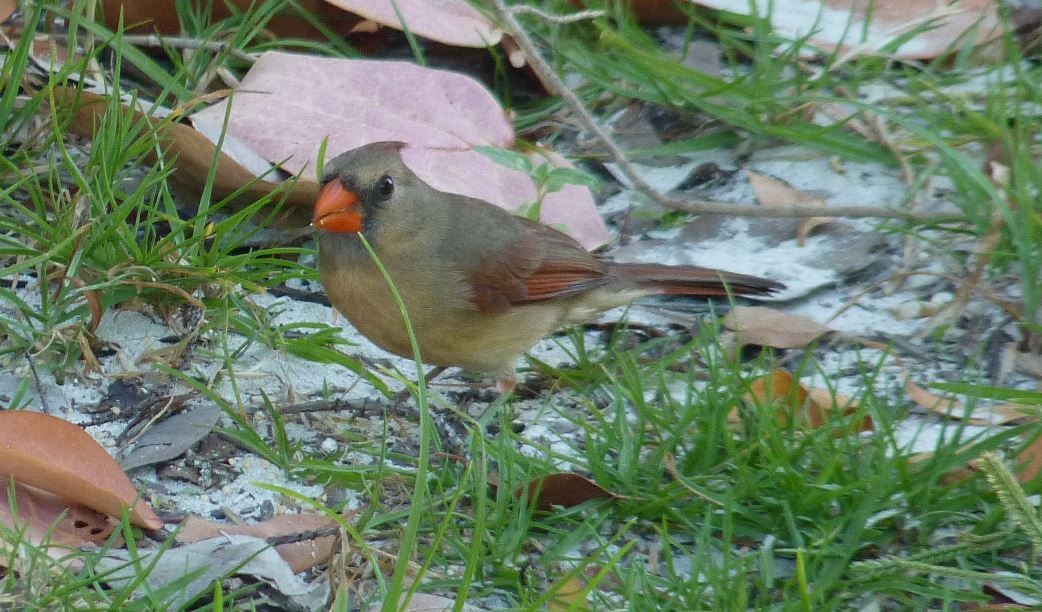 Northern Cardinal - Bill Pranty