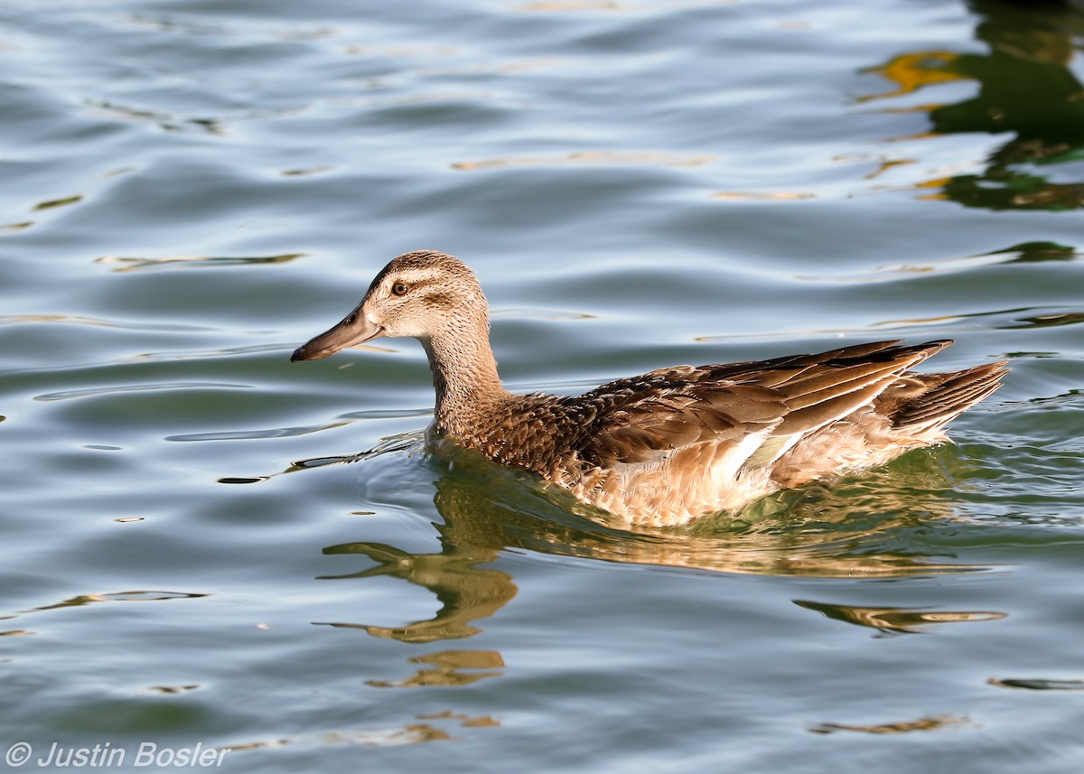 Garganey - Justin Bosler