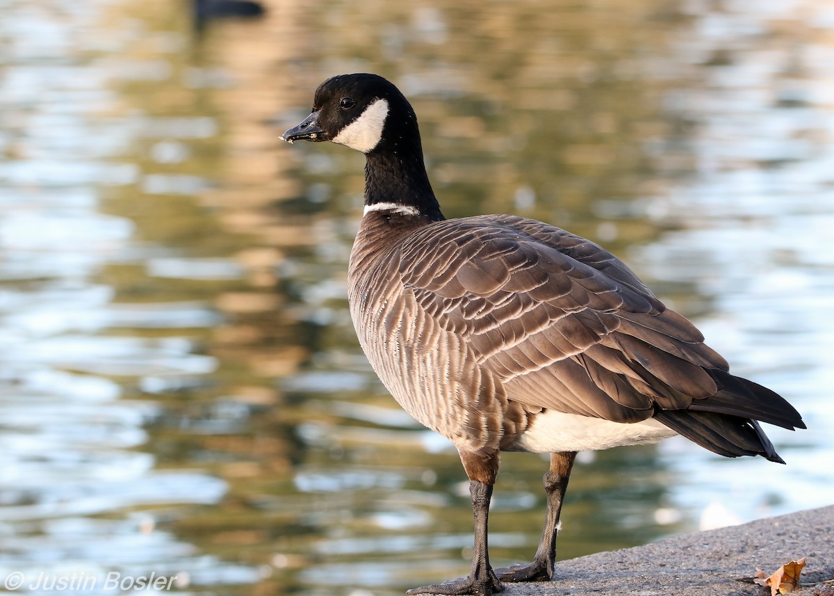 Cackling Goose (Aleutian) - Justin Bosler