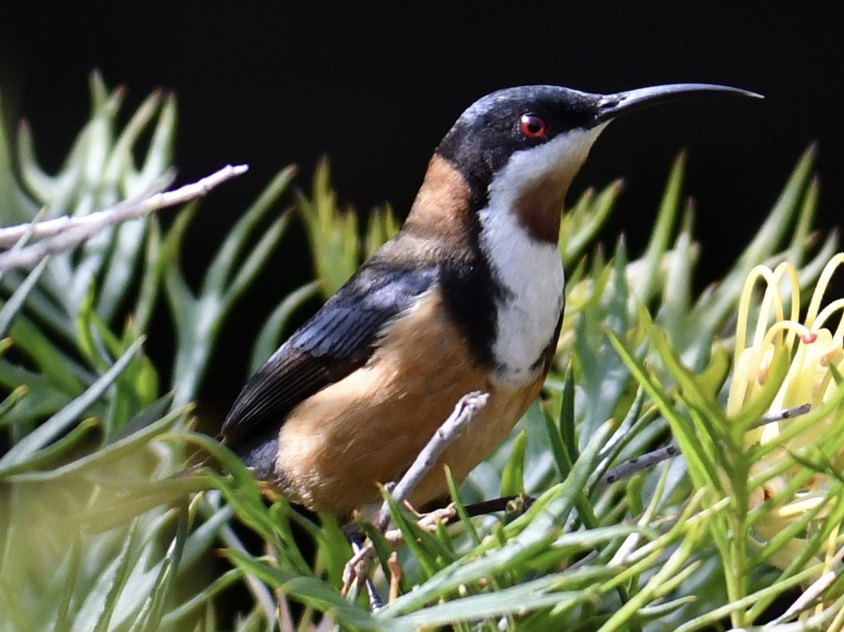 Eastern Spinebill - ML76764191