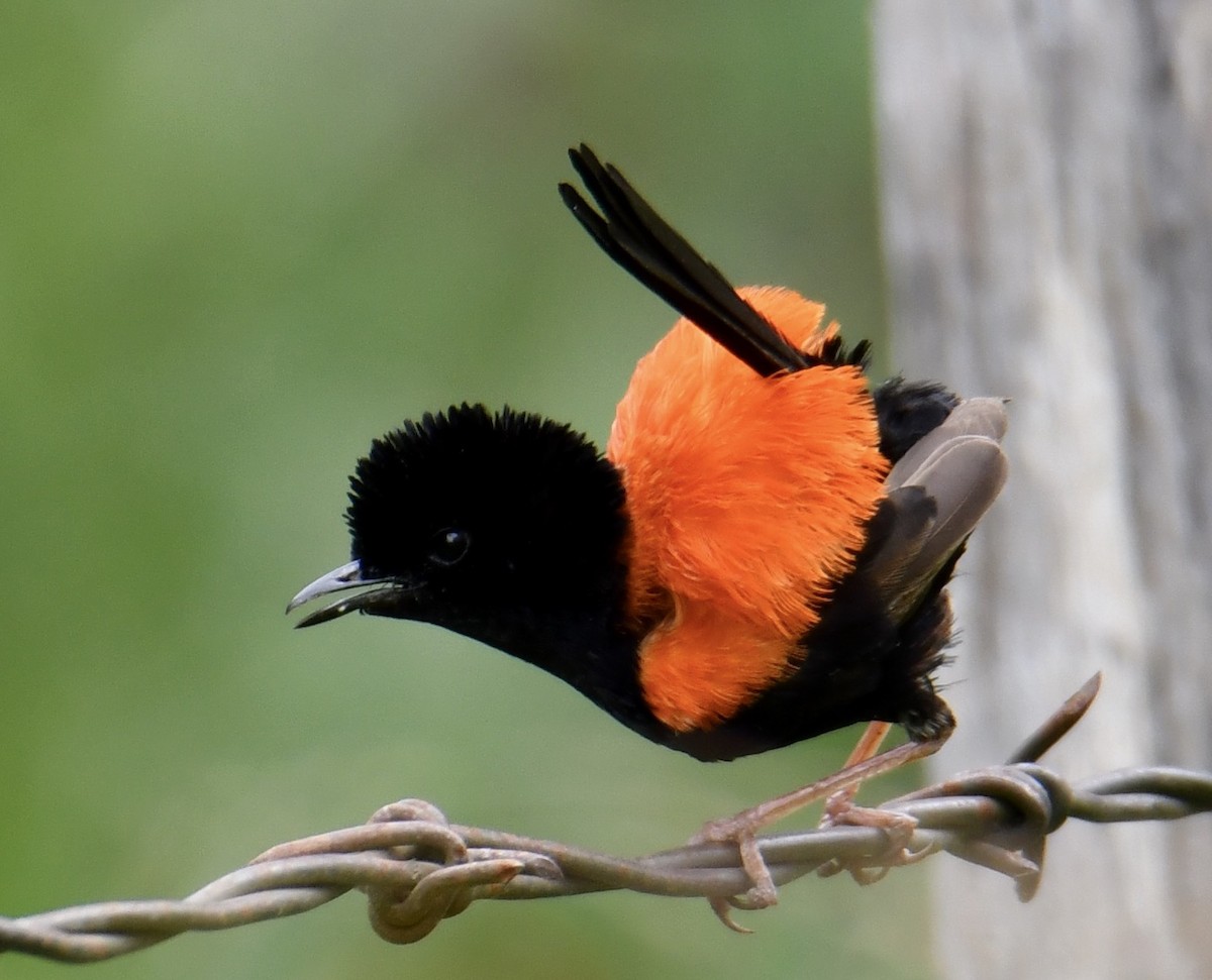 Red-backed Fairywren - ML76764201