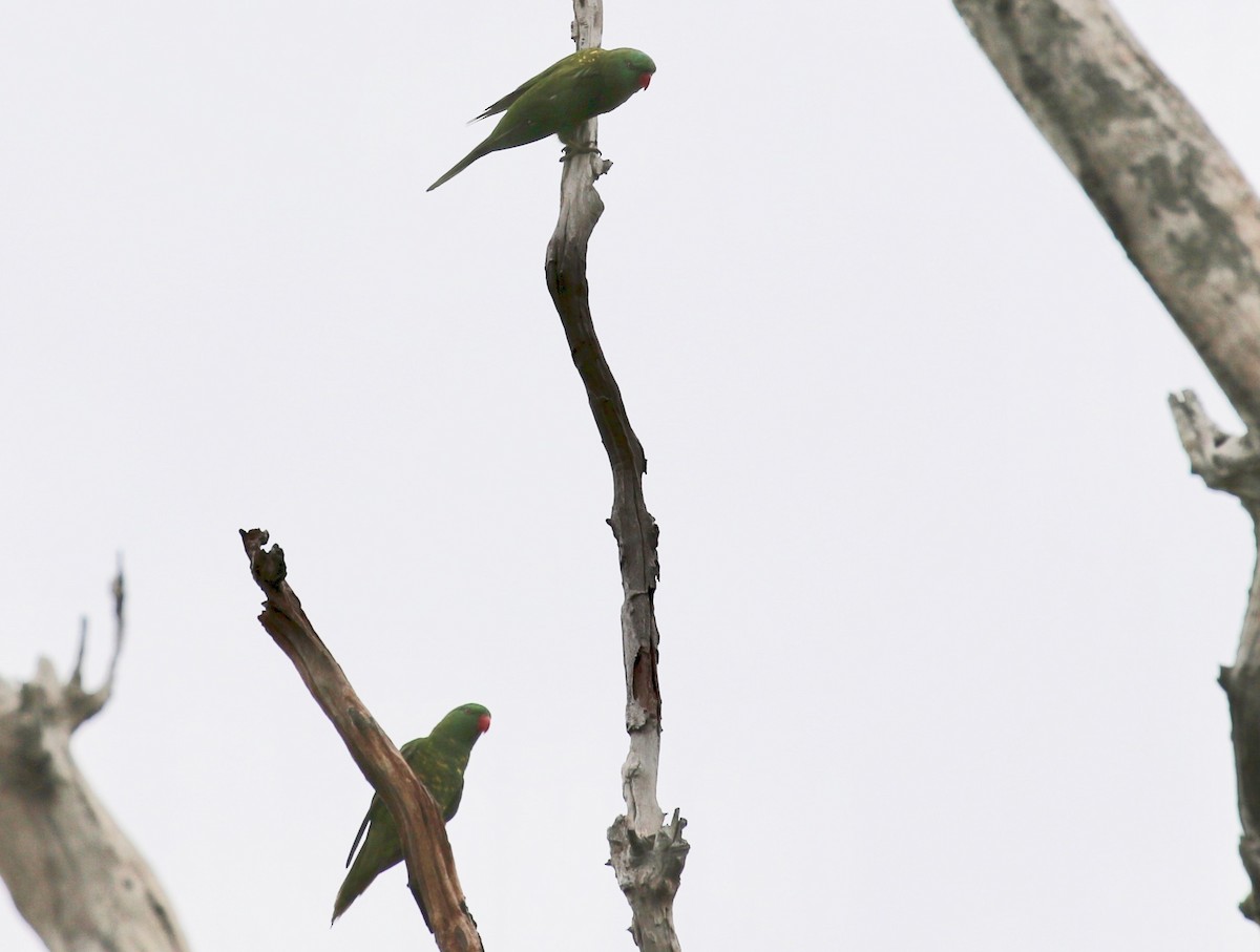 Scaly-breasted Lorikeet - ML76764251