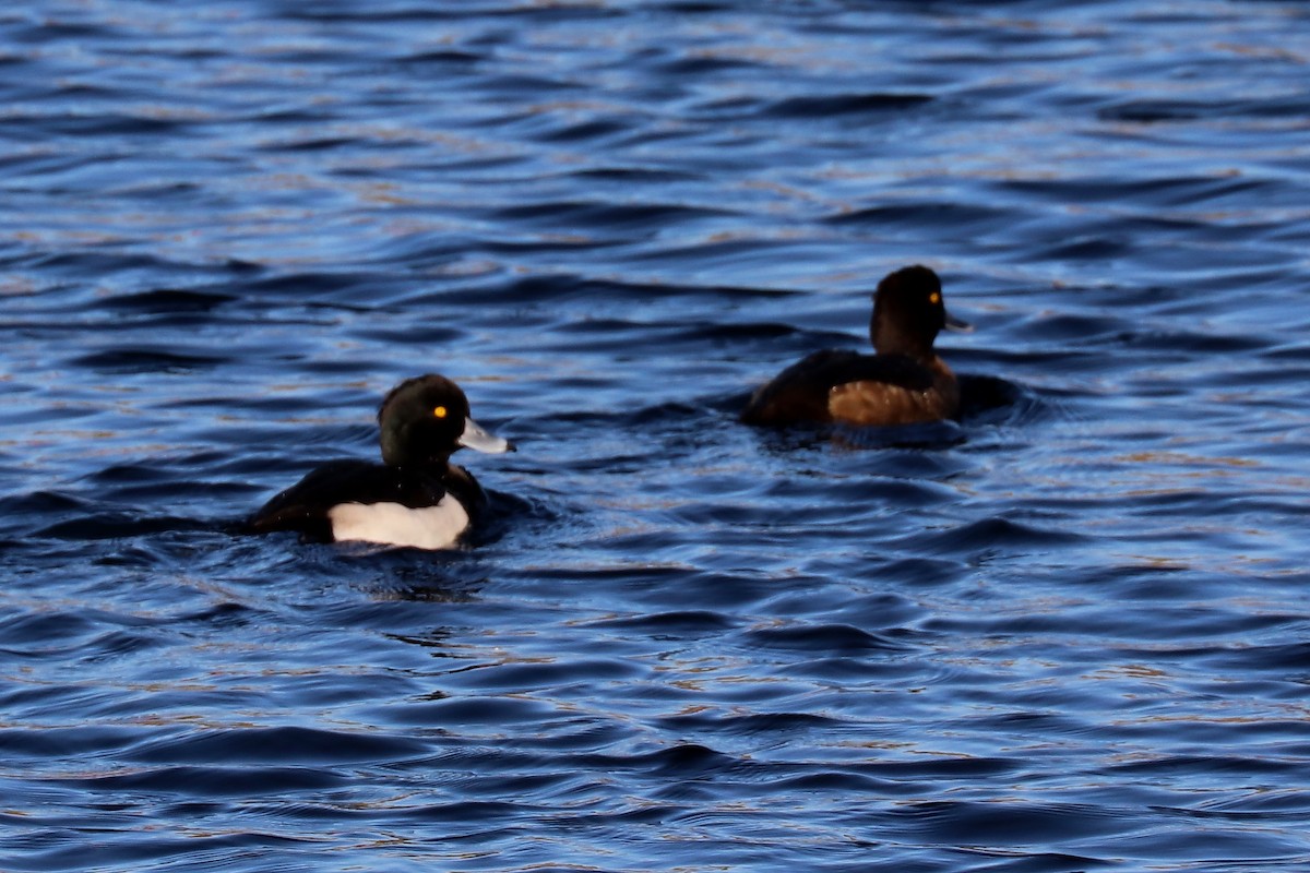 Tufted Duck - ML76765211